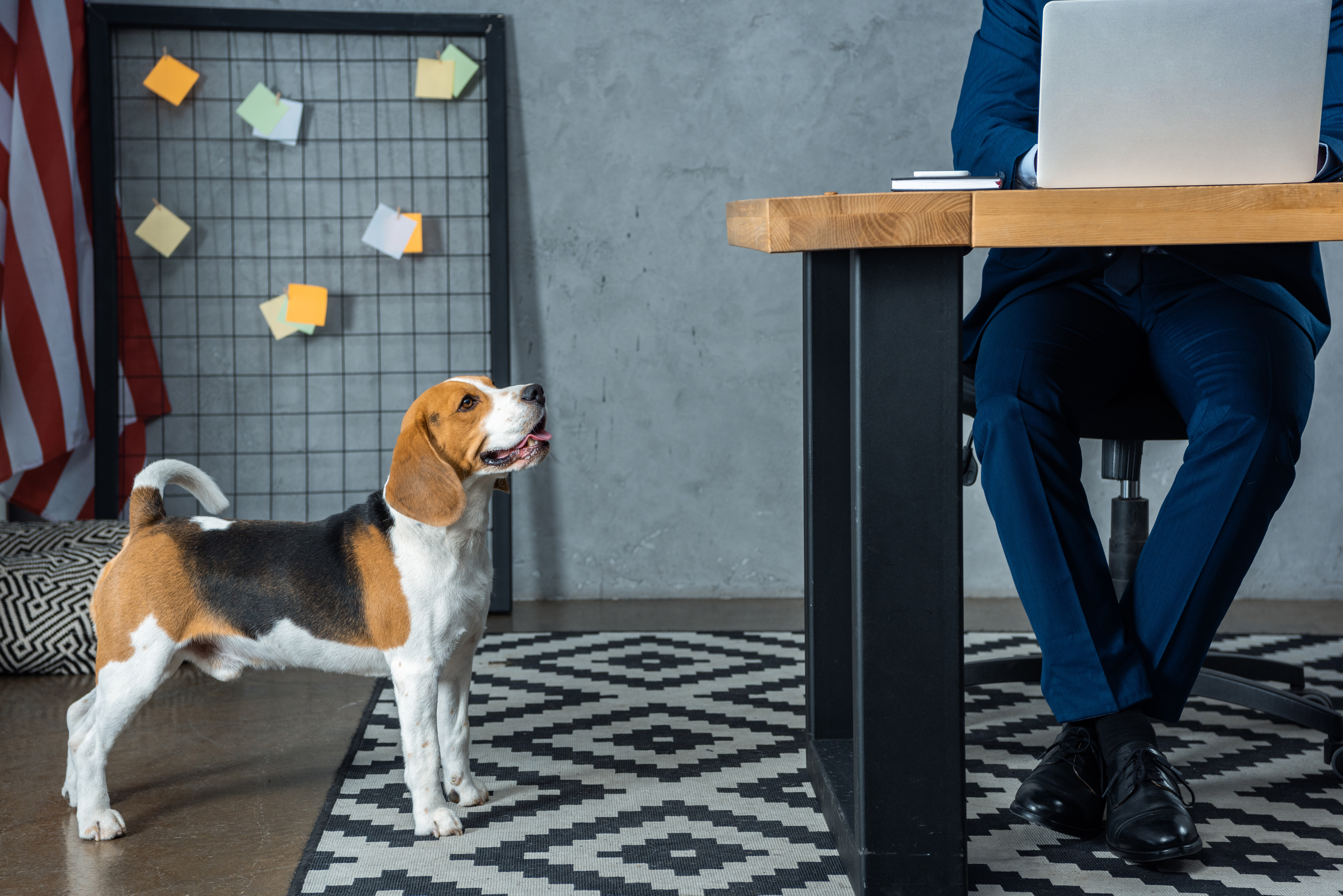 Hund im Büro – worauf Sie achten sollten - Hund im Büro – So klappt das Miteinander im Büro